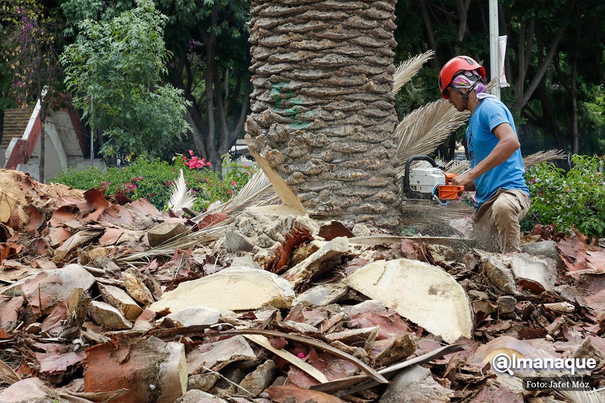 Ayuntamiento de Puebla retira palmeras del CENHCH 7 tala de arboles Puebla 3