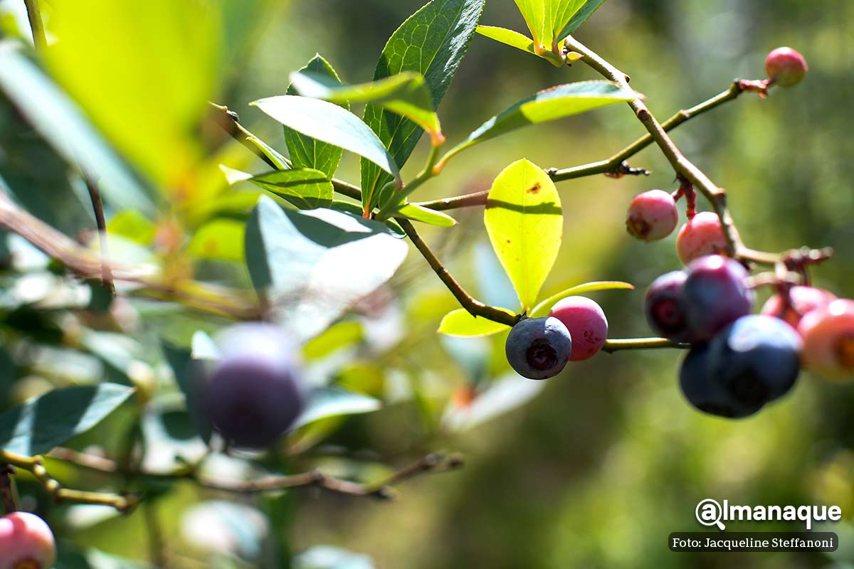 Berries Club Zacatlan Puebla 10