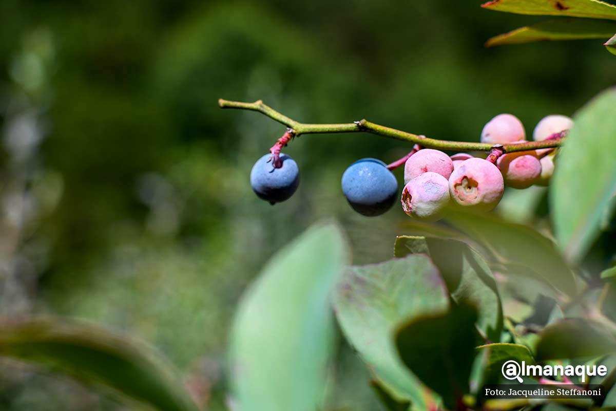 Berries Club Zacatlan Puebla 11