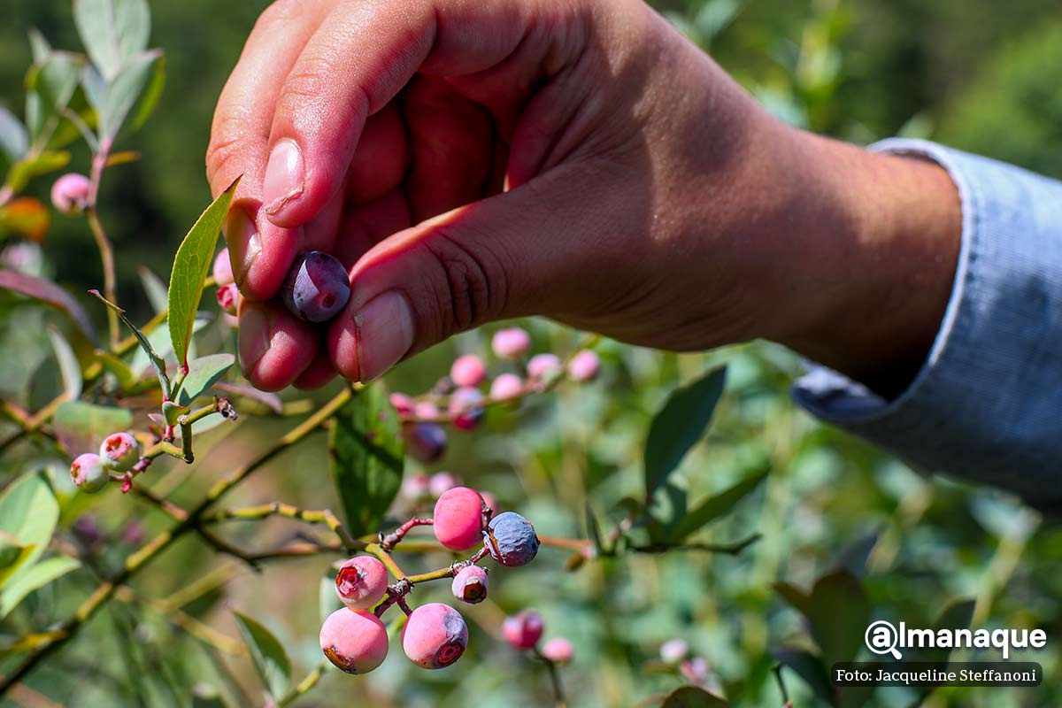 Berries Club Zacatlan Puebla 7