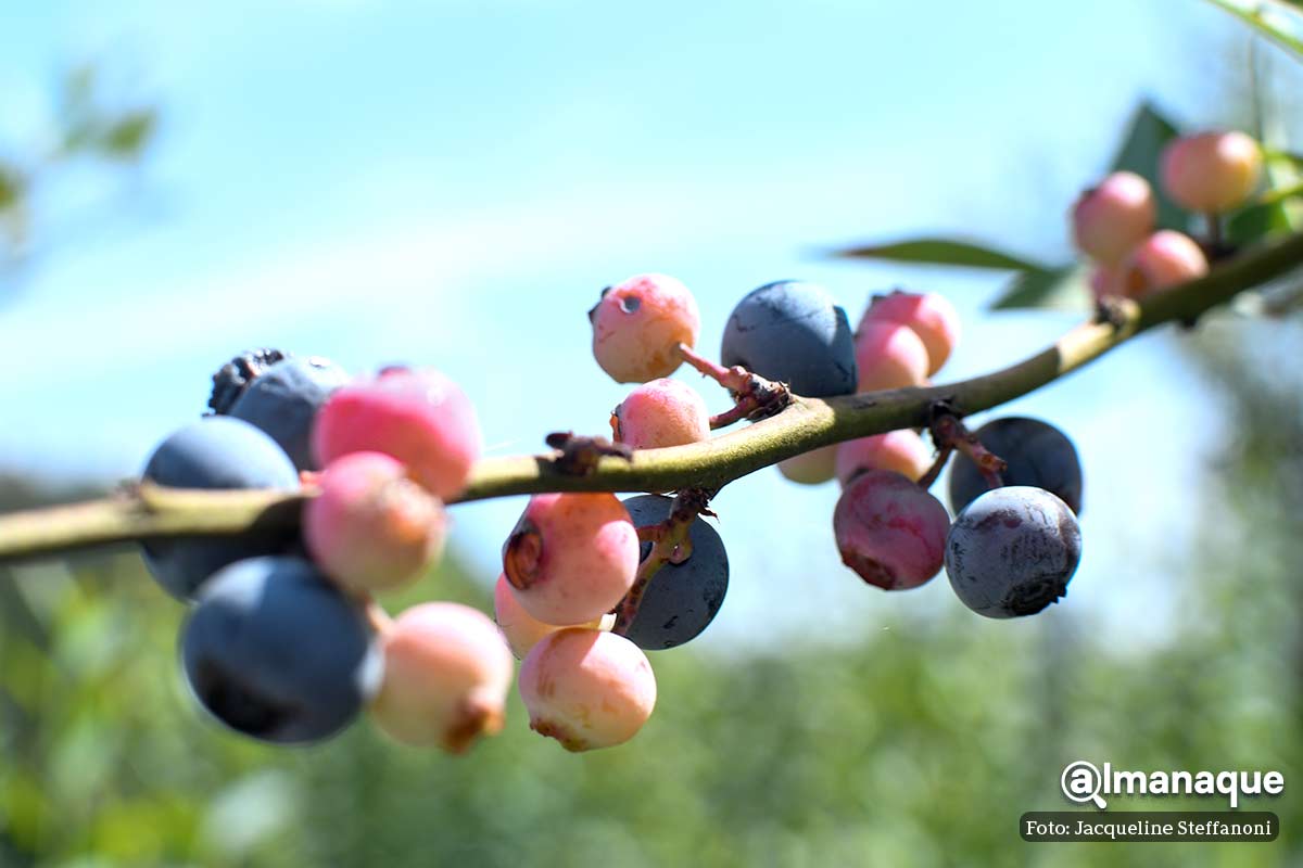 Berries Club Zacatlan Puebla 8