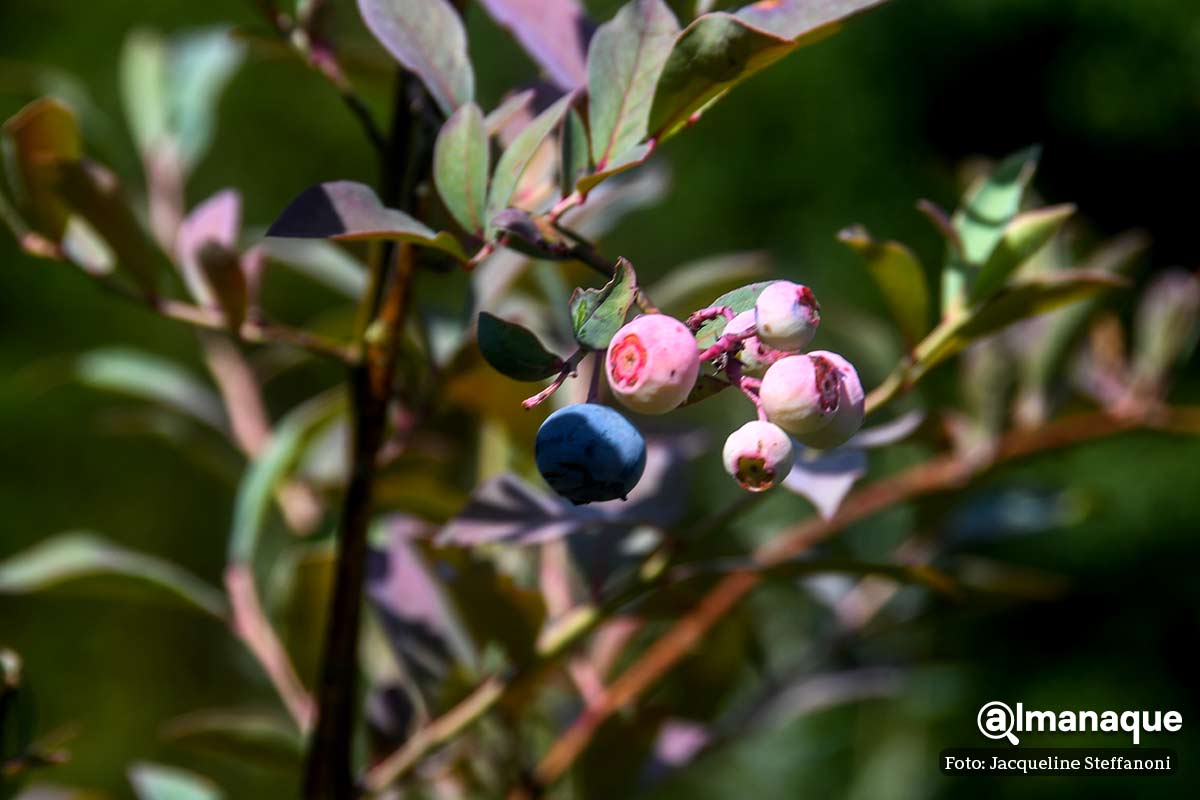 Berries Club Zacatlan Puebla 9