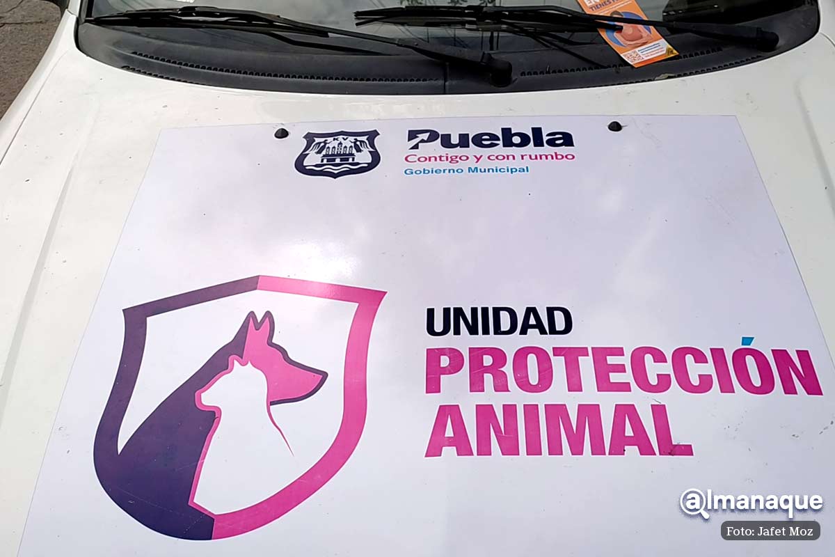 Bienestar Animal de Puebla adopcion 6