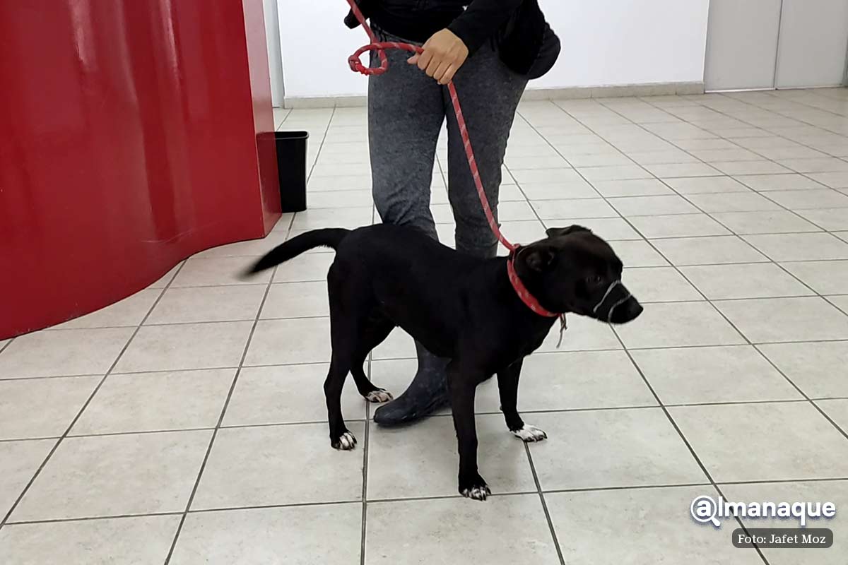 Bienestar Animal de Puebla adopcion 8