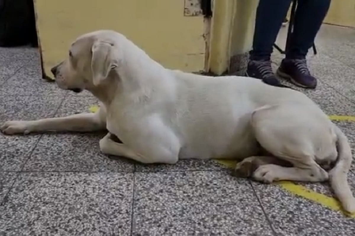 Perrita sigue a su duena hasta el hospital 1