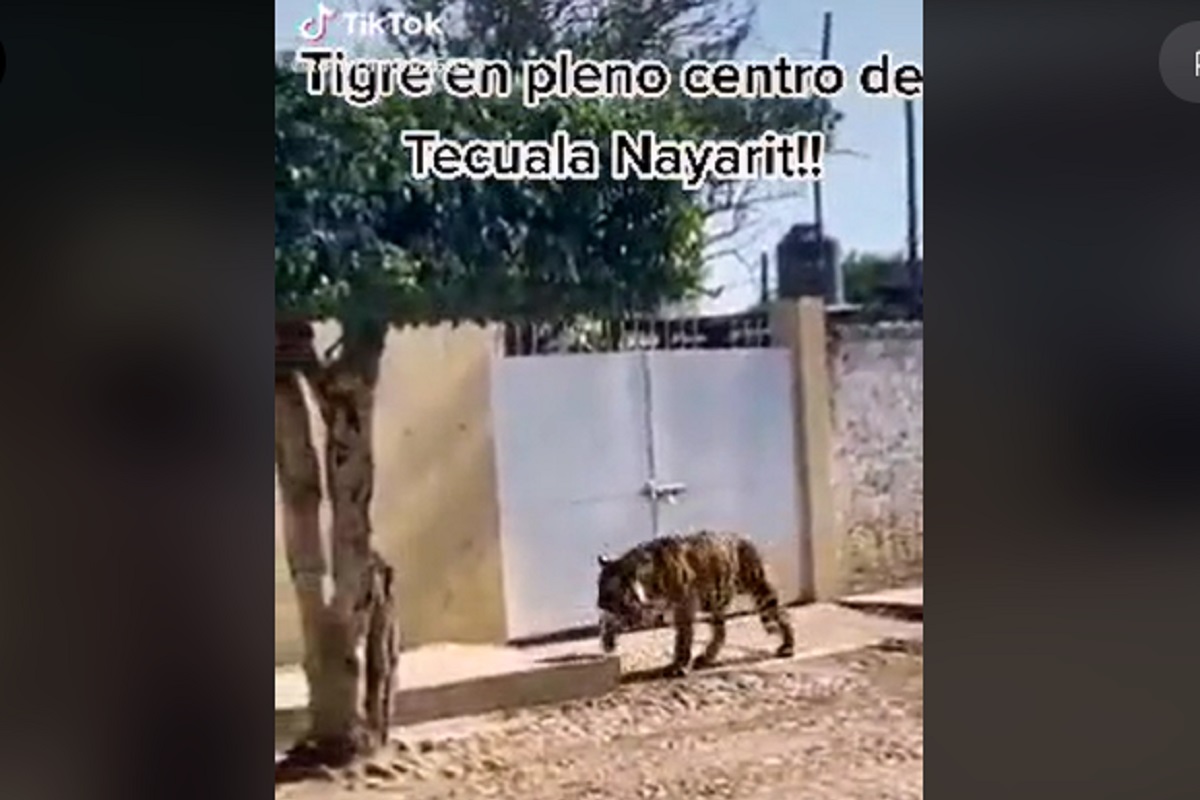 VIDEO: Captan a tigre deambulando por calles de Tecuala en Nayarit 2 TIGRE NAYARIT