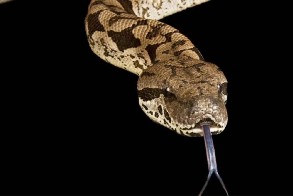 boa