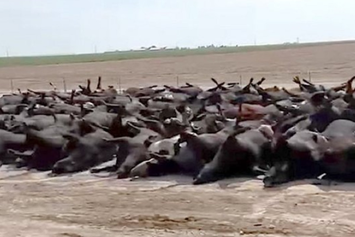 Impresionante: Cientos de bovinos mueren en corrales de EU por un golpe de calor (VIDEO) 2 bovinos