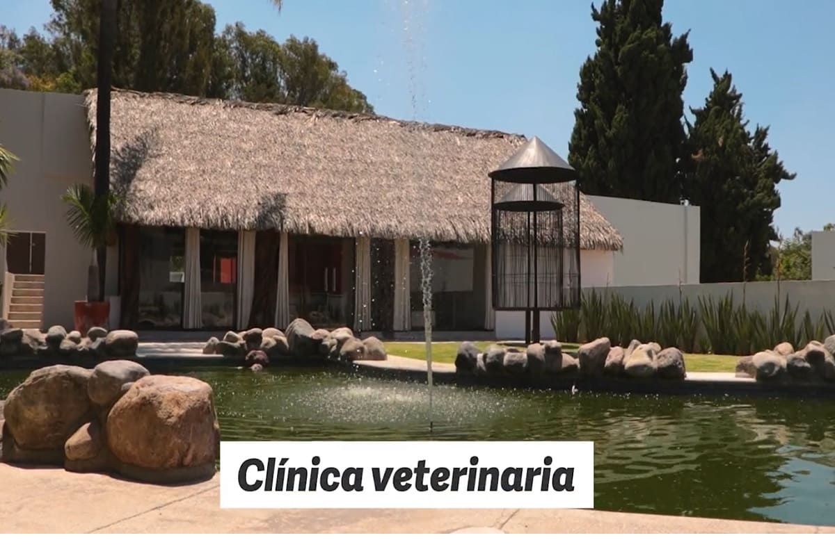 De 30 a 940 pesos los costos de la clínica veterinaria en Casa Puebla 3 clinica veterinaria en casa puebla 1