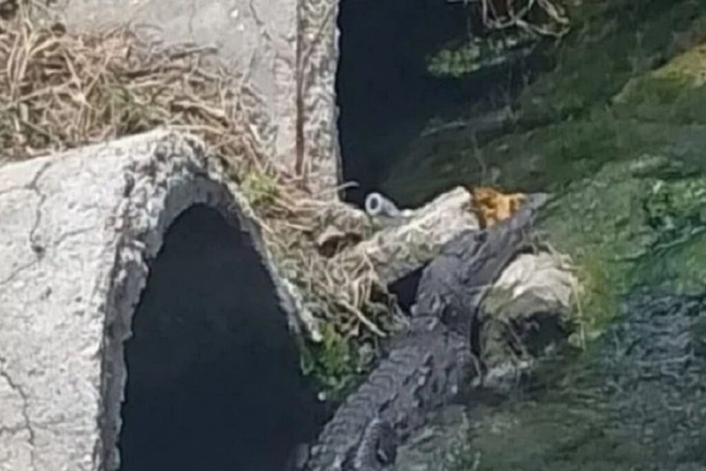 cocodrilo en Campeche 1