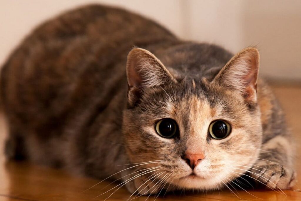 gatos 1