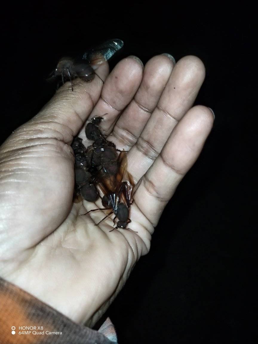 hormigas 2