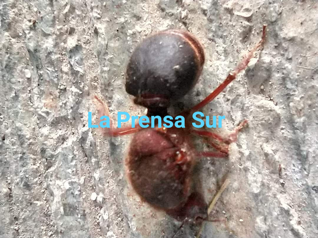 hormigas 4
