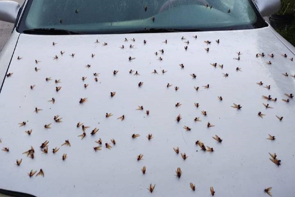 FOTOS: Plaga de hormigas gigantes voladoras llega a Altamira, Tamaulipas 5 hormigas v