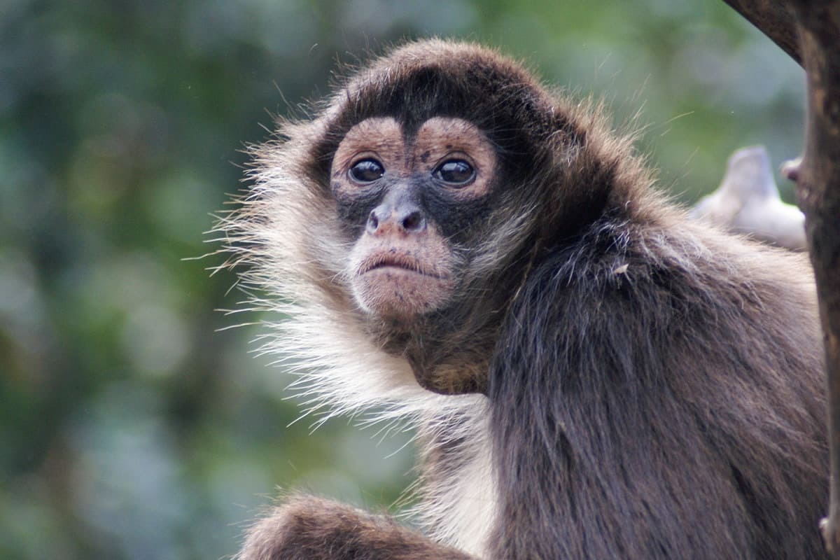 Matan a mono vestido de sicario en balacera de Texcaltitlán, Edomex 5 mono 1