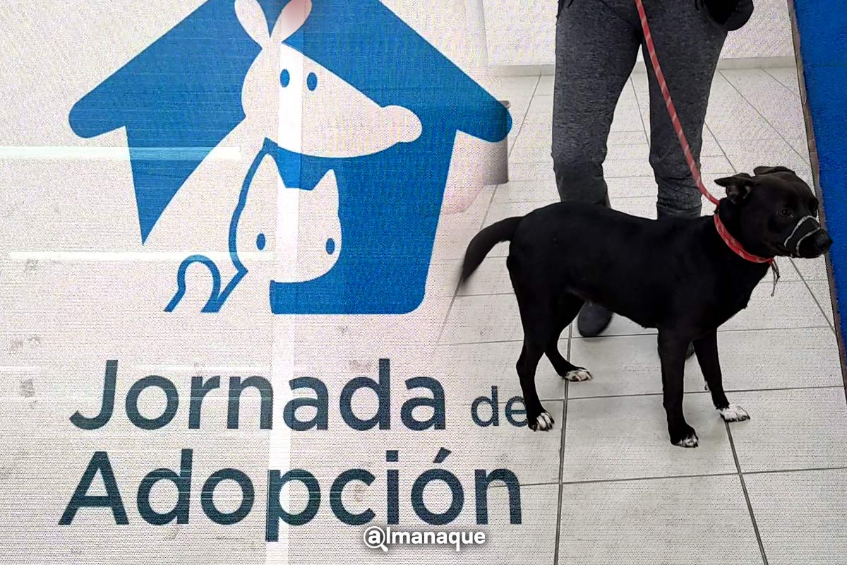 ¿Cómo adoptar una mascota en el Departamento de Bienestar Animal de Puebla? 7 portada jornada de adopcion