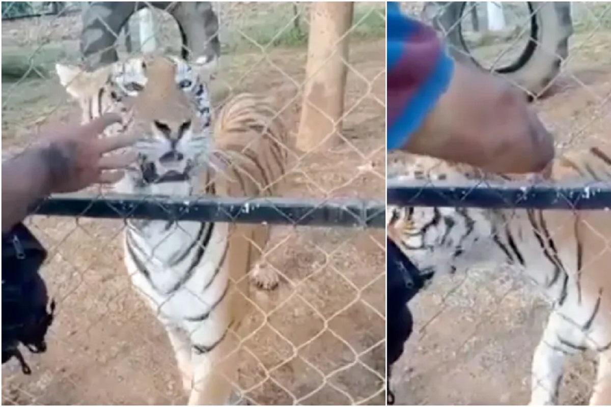 VIDEO FUERTE: Tigre arranca el brazo a su cuidador en Michoacán 2 tigre ataca