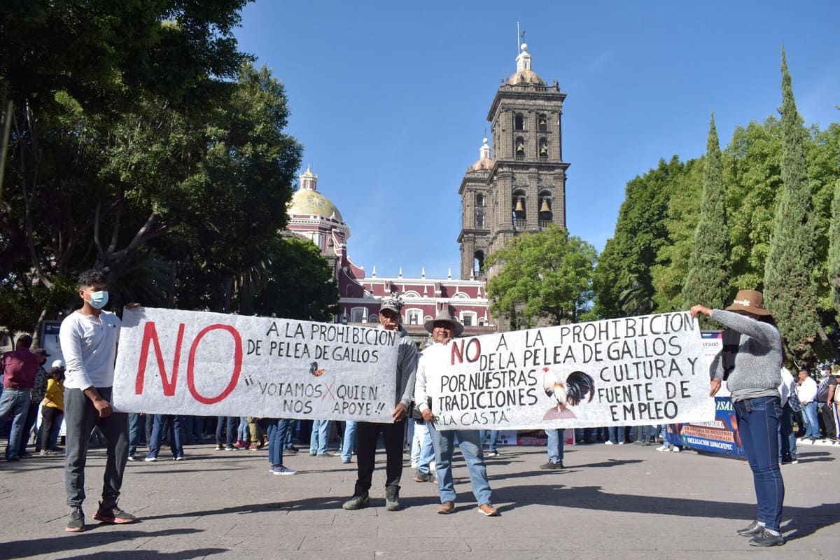 Marchan en Puebla contra prohibición de peleas de gallos 4 DSC0322 6