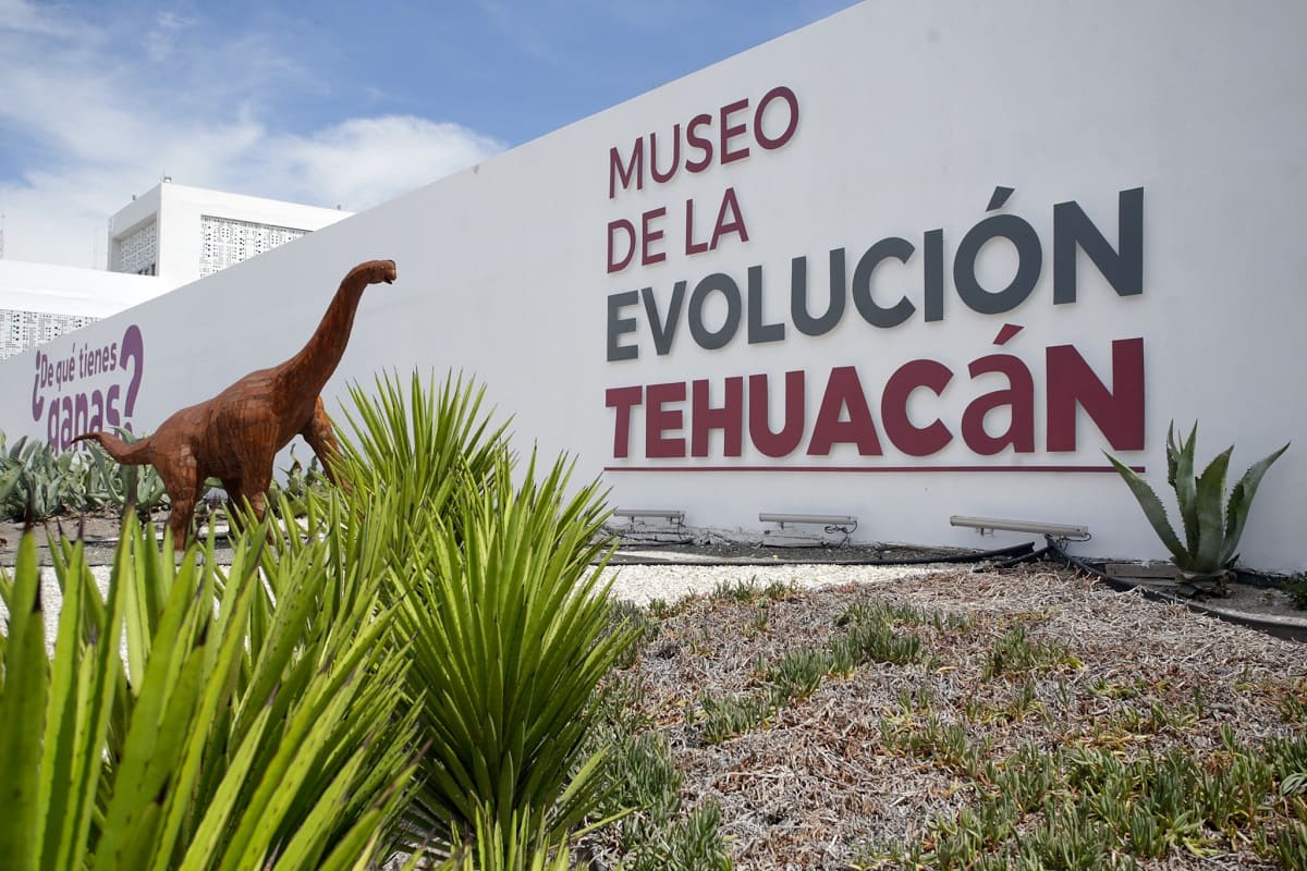 Esto podrás encontrar si visitas el remodelado Museo de la Evolución de Tehuacán 11 IMG 81
