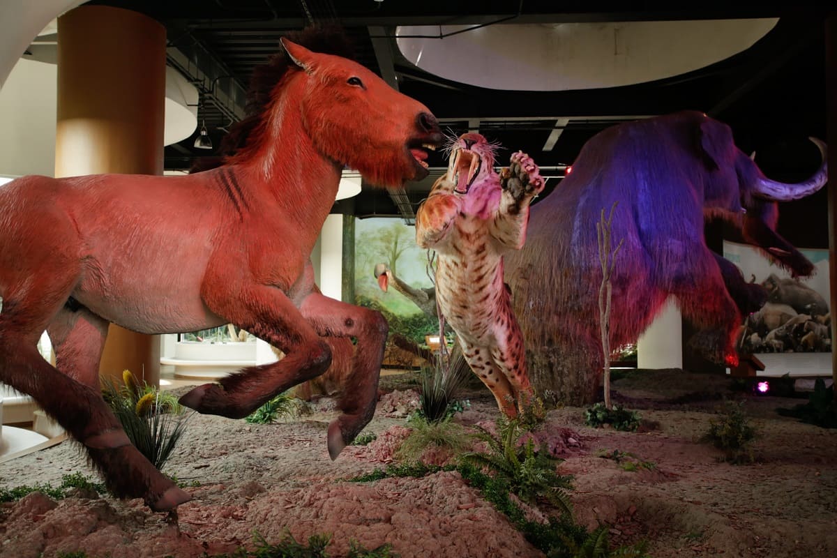 Museo de la Evolución de Tehuacán fue construido con materiales inservibles: Barbosa 16 IMG 95