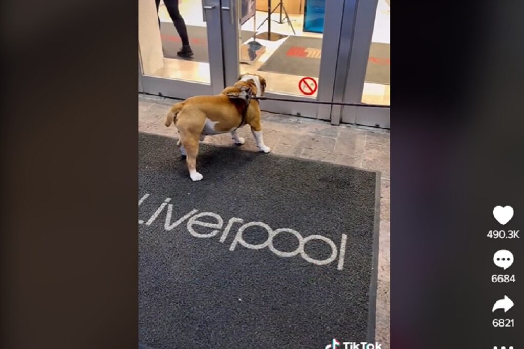 PERRO LIVERPOOL