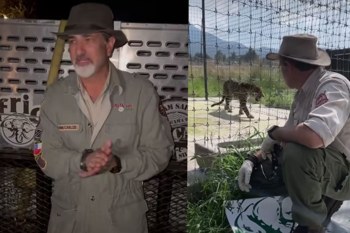 VIDEO: Africam Safari recibe 12 felinos maltratados en la fundación Black Jaguar-White Tiger 2 Picsart 22 07 23 18 12 00 770 1