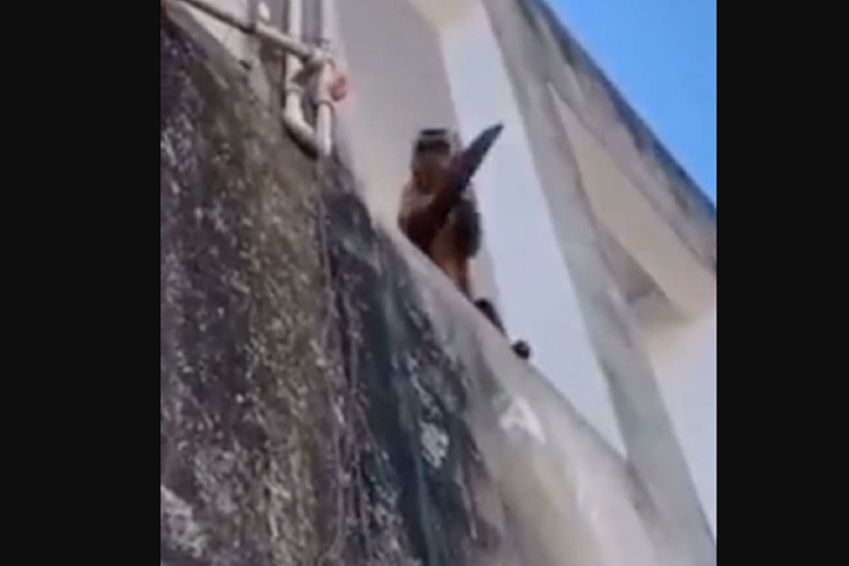 VIDEO: Mono intenta asaltar a gente con un cuchillo en Brasil 4 mono con cuchillo 1