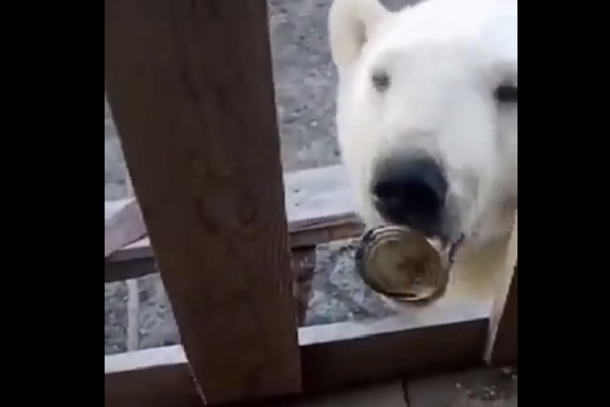 Oso polar se acerca a humanos para que le ayuden a sacar una lata atorada en su lengua 4 oso polar 1