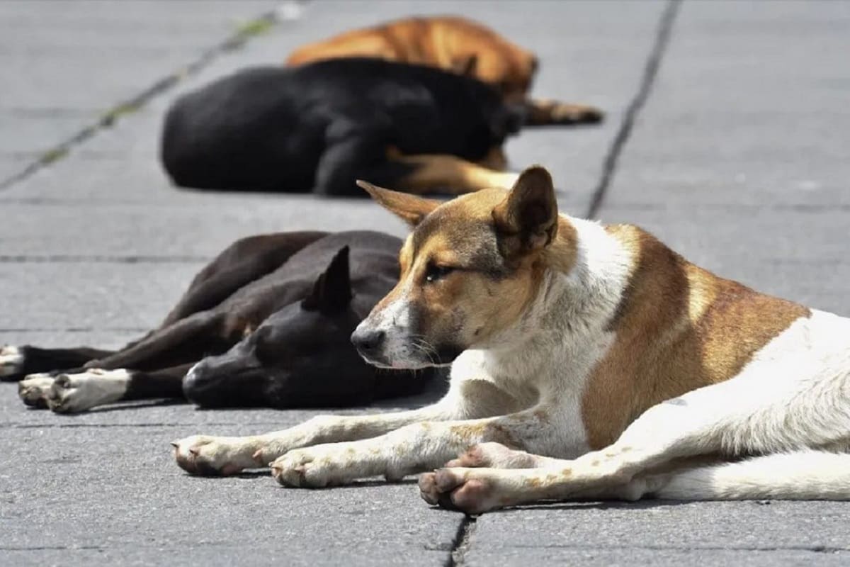 Tacos de cabeza...¿de perro? Difunden foto de taquería en CDMX y se vuelve viral 5 perros callejeros 1