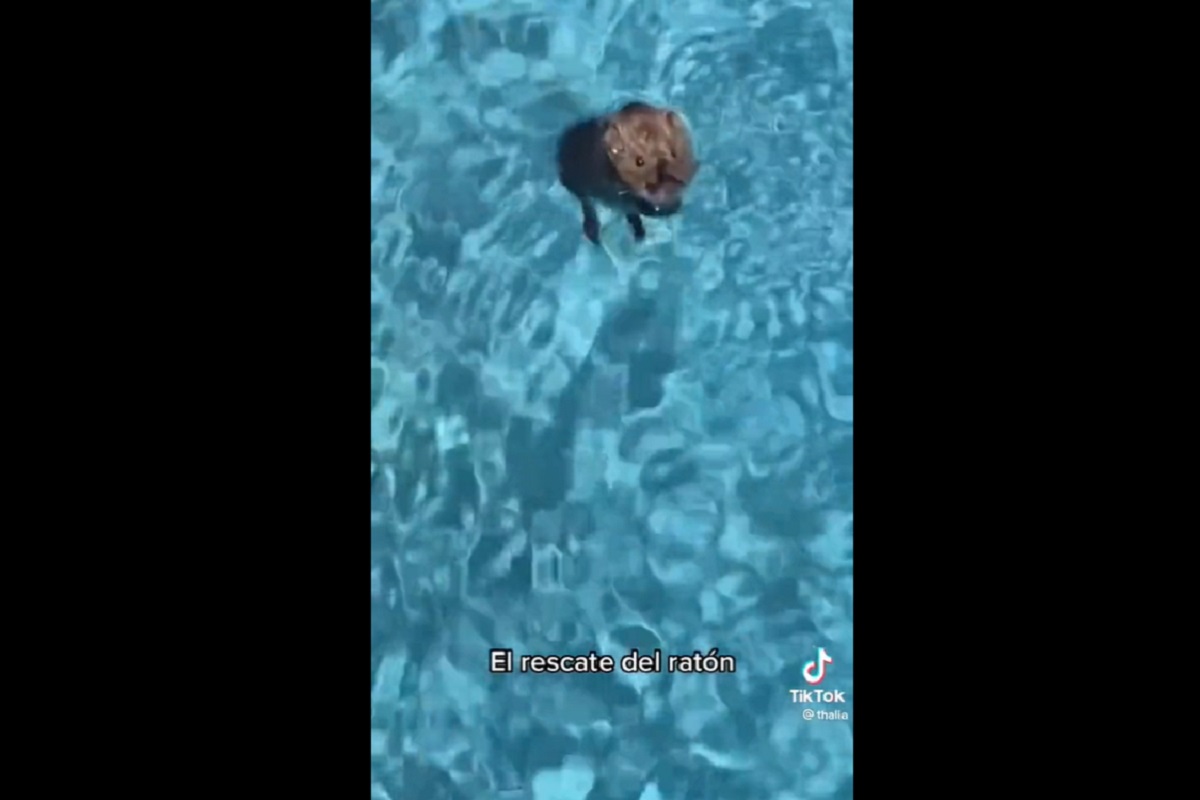 ¿Tas bien? Thalía rescata a un ratoncito de la alberca y se viraliza en redes (VIDEO) 2 ratoncitoo