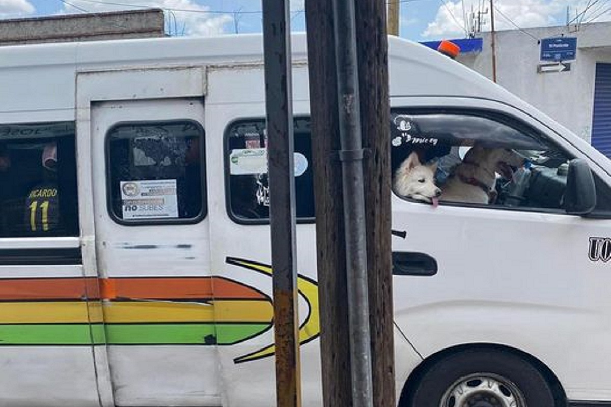 Prioridades: Ruta 24 lleva a pasajeros parados y dos perritos sentados en el asiento del copiloto en Puebla 2 ruta 24