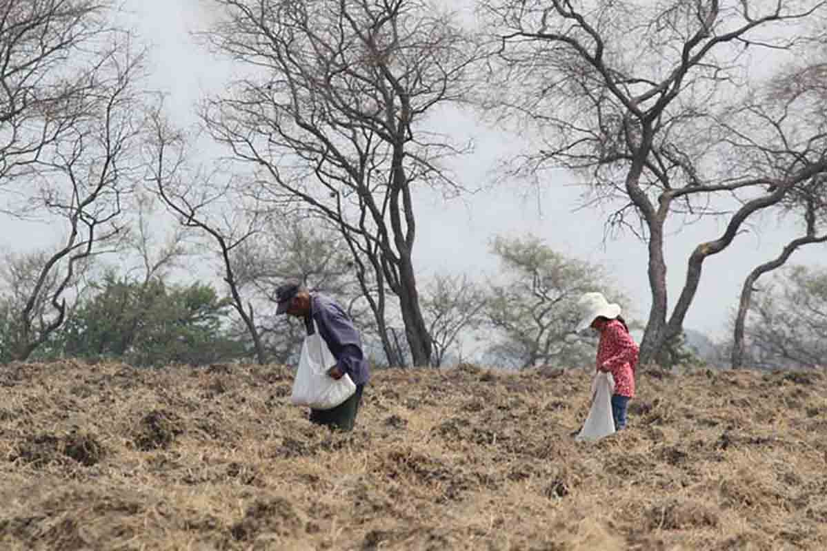 Sequías afectan a 73 municipios de Puebla; recibirán apoyos por 72 mdp del gobierno estatal 2 sequias en Puebla