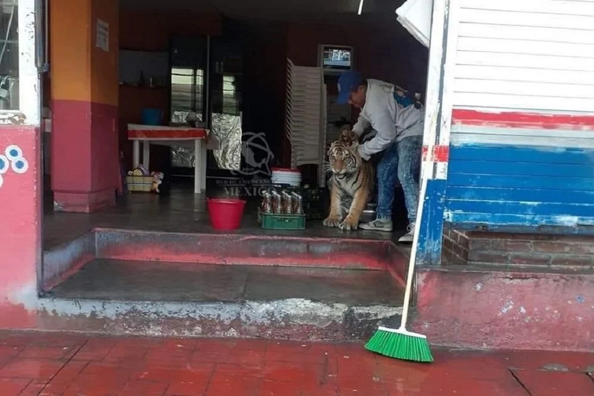 Tigre deambula por las calles de Hidalgo y se mete a una taquería 2 tigre