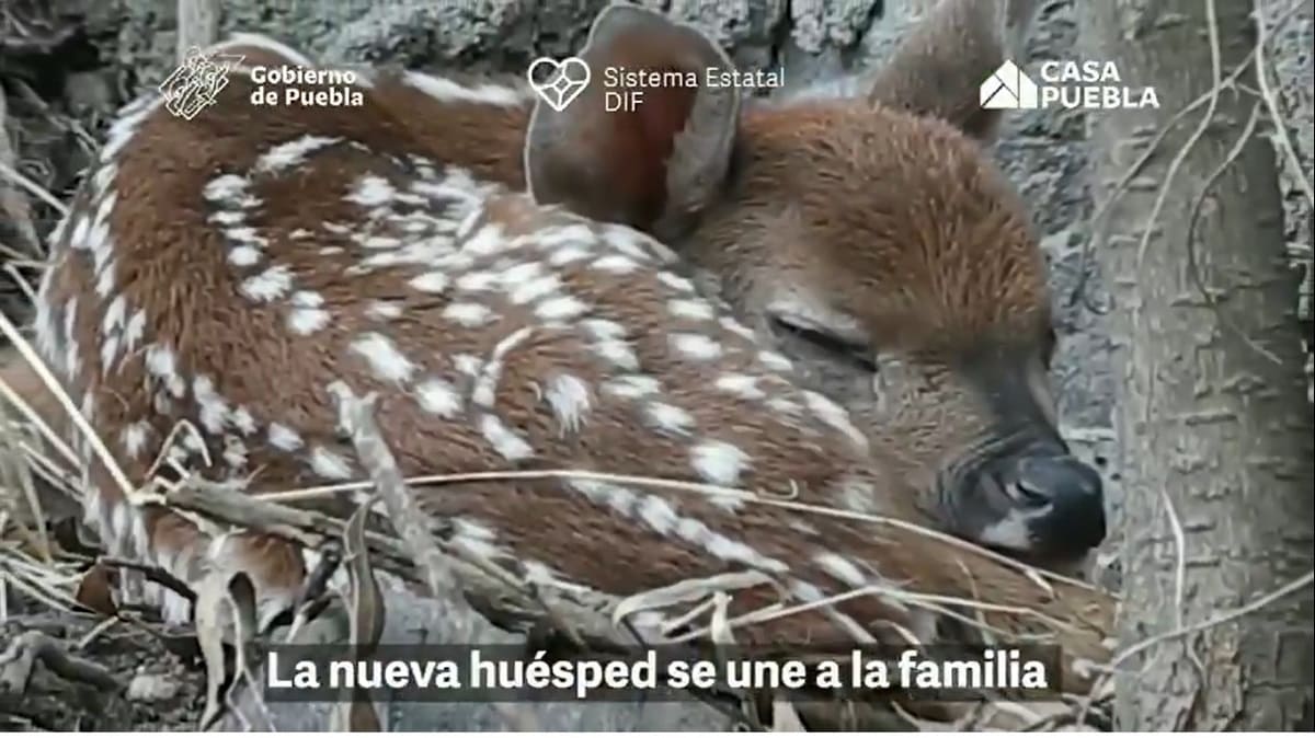 Como Bambi: Nace cría de venado en Casa Puebla 2 venados casa Puebla