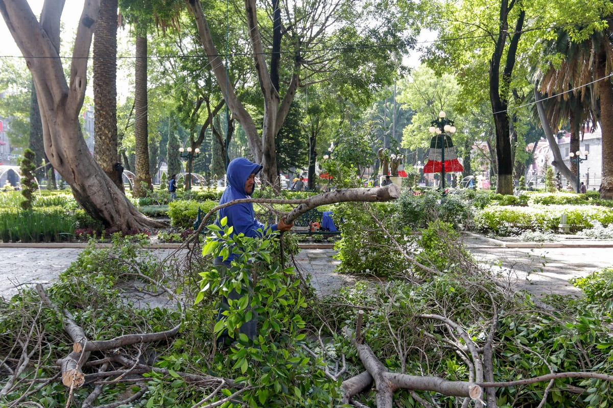 árboles dañados tras la intensa lluvia