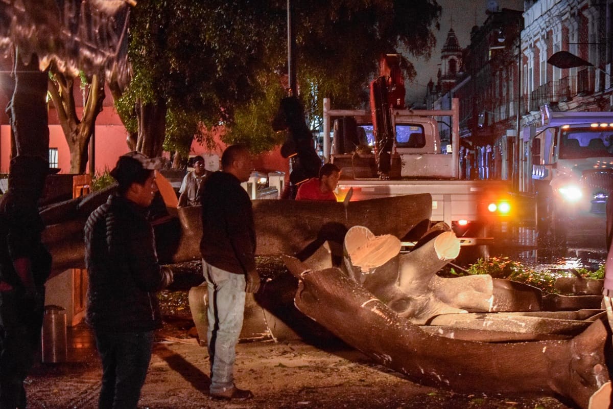 Ayuntamiento de Puebla apoyará a la familia del niño fallecido por caída de árbol 4 DSC0515 1