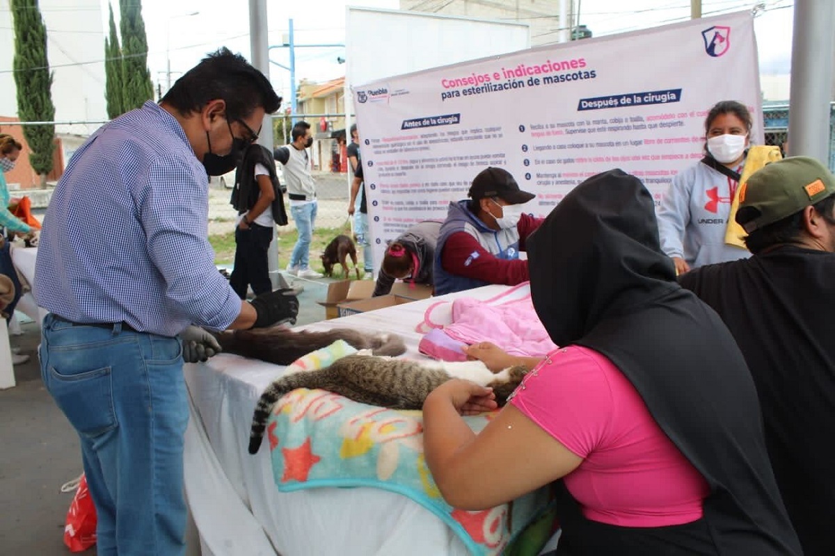 Van más de tres mil 800 gatos esterilizados por el Ayuntamiento de Puebla 2 Imagen de iOS 241