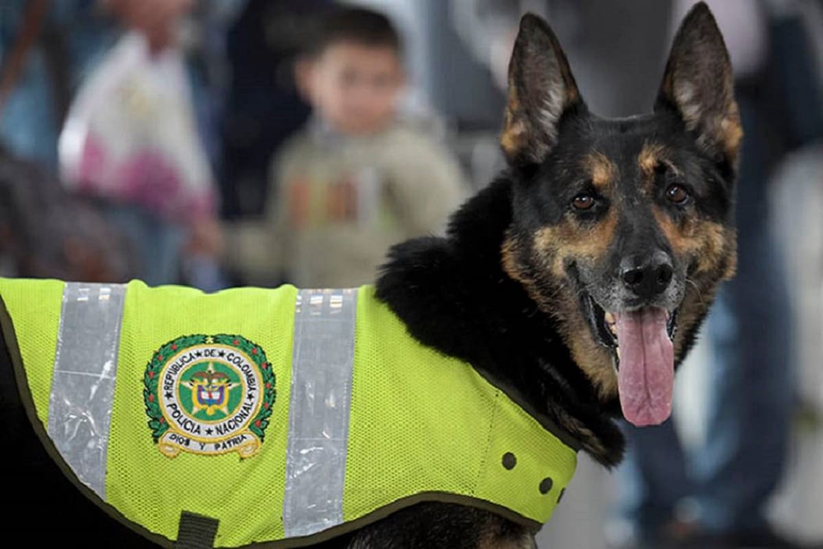 Crimen organizado amenaza de muerte a perritos antinarcóticos 6 Perros antinarcoticos 1