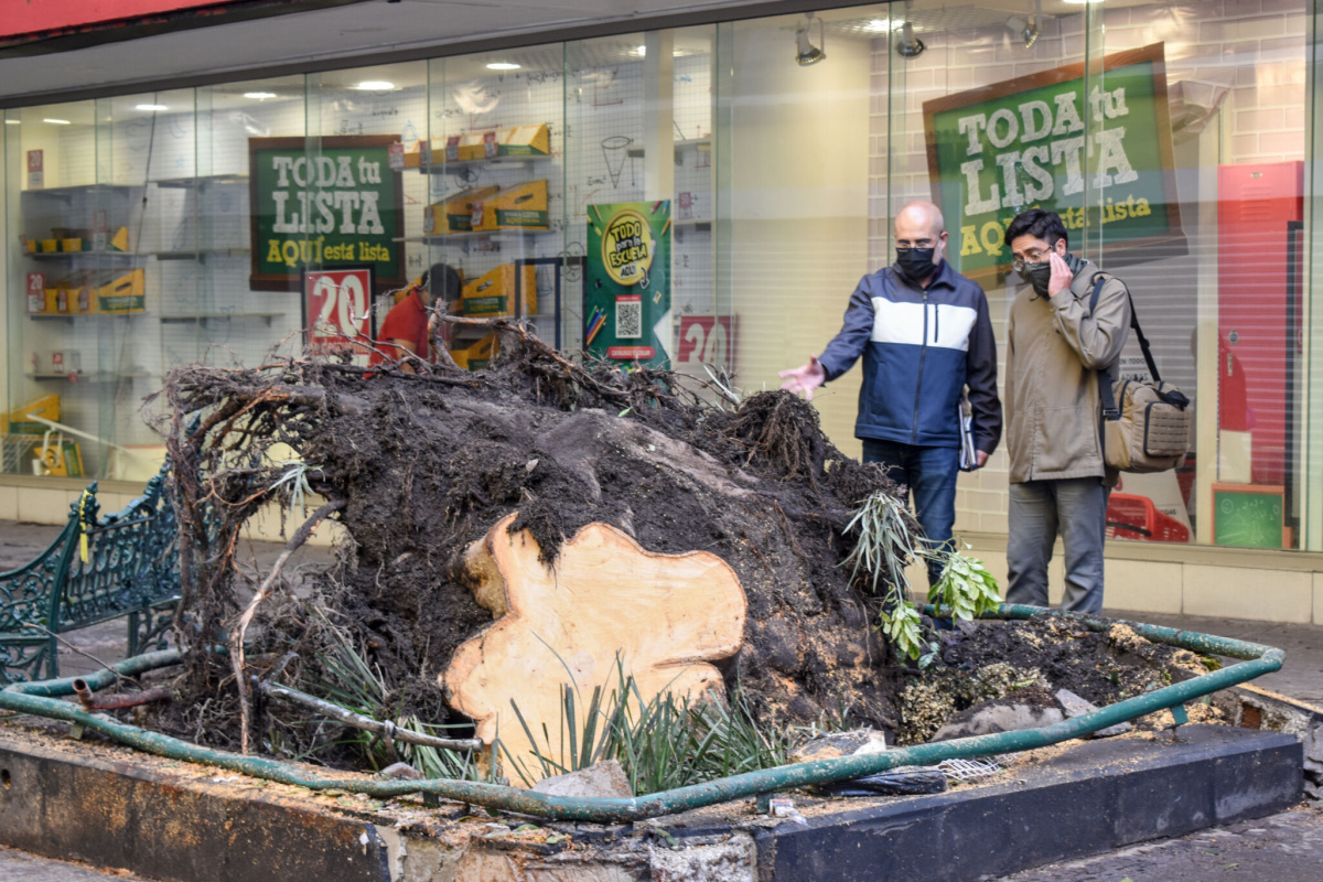 Instruye Barbosa a Medio Ambiente que investigue caída de árbol en el centro de Puebla 2 arbol 5 de mayo