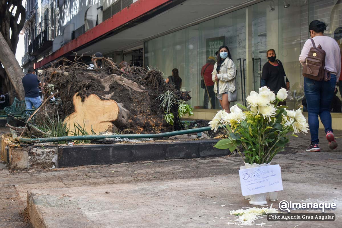 “Fuiste un excelente niño”, así despidieron a Santiago, quien murió en la 5 de Mayo de Puebla 3 arbol centro 5 de mayo santi 1