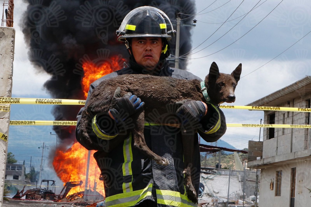 Bomberos rescatan a un perrito tras la explosión en Amozoc y la imagen se viraliza 2 bomberos