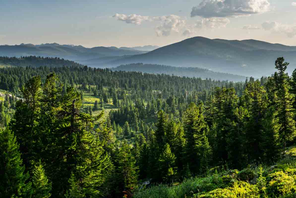En estas regiones, el gobierno de Puebla sembrará nueve millones de árboles 2 bosques