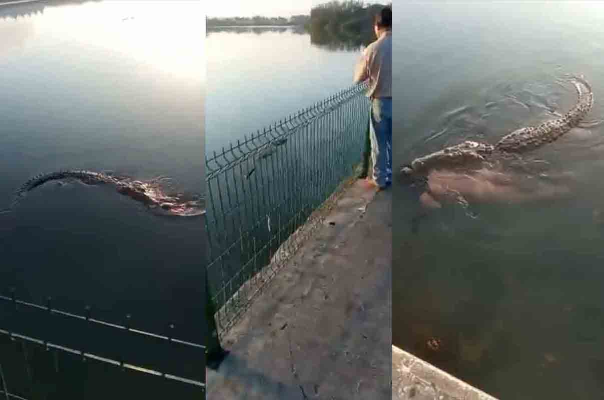 VIDEO: Cocodrilo pasea por Laguna del Carpintero en Tampico con un cadáver 2 cocodrilo tampico 2