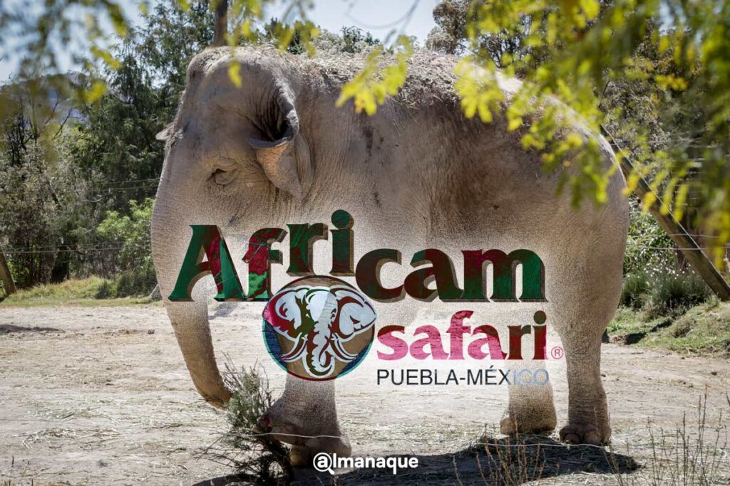 costo africam safari