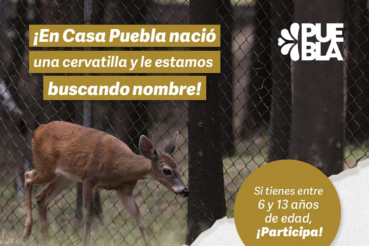 SEDIF lanza concurso para ponerle nombre a la cría de venado nacida en Casa Puebla 4 cria de venado 1
