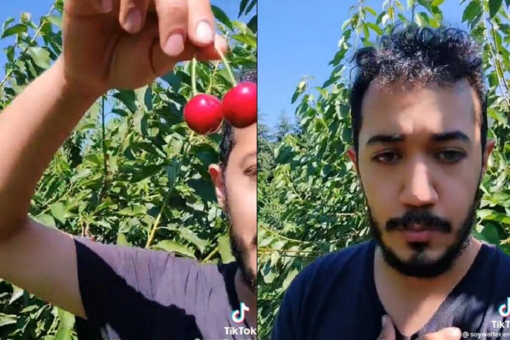 mexicano trabaja en Canada tiktok 1