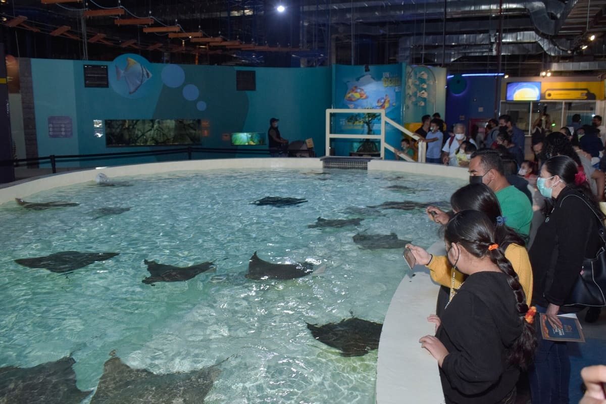 Los 35 museos de Puebla con entrada gratuita el 18 de noviembre: Acuario Michin dará 100 accesos 1 michin 10