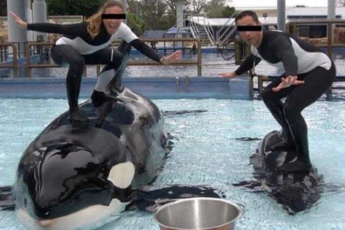 "¡No quiero morir!": El grito de Keltie, una entrenadora que fue asesinada por orcas 4 orca 1