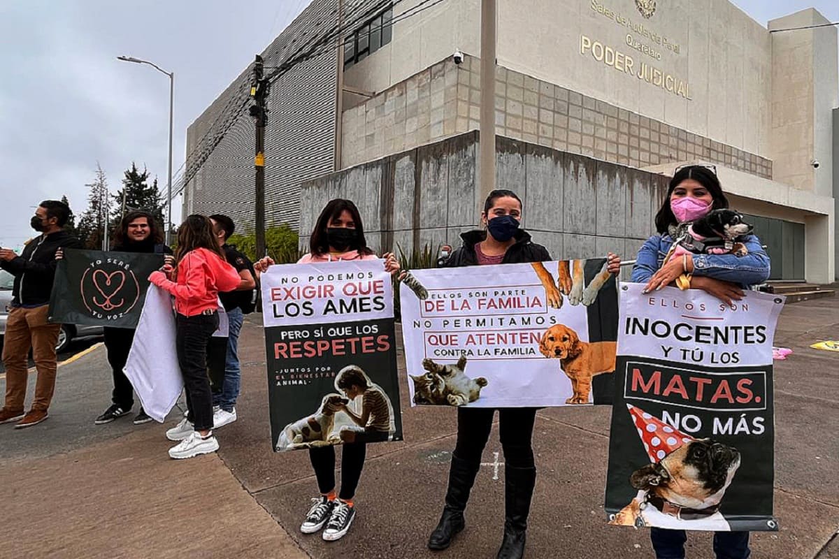 Declaran culpable al hombre que envenenó a los perritos Athos y Tango en Querétaro 8 perritos Athos y Tango 1