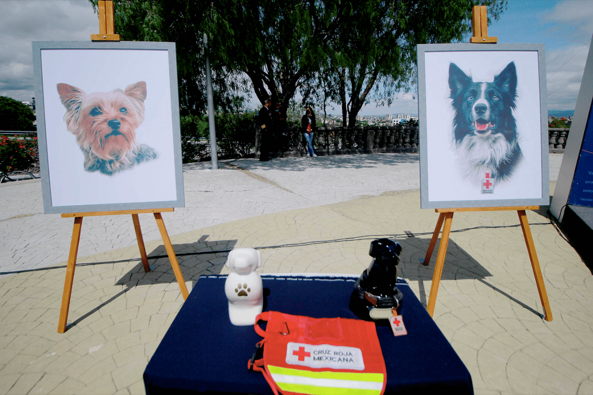 Declaran culpable al hombre que envenenó a los perritos Athos y Tango en Querétaro 5 perritos Athos y Tango. 1